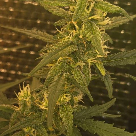 Mummy& Daddy OG  growlog timeline photo