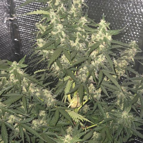 Mummy& Daddy OG  growlog timeline photo