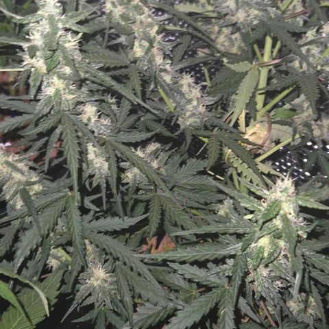 Mummy& Daddy OG  growlog timeline photo