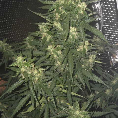 Mummy& Daddy OG  growlog timeline photo