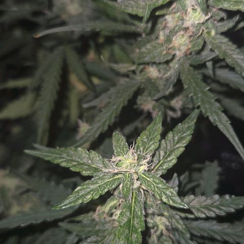 Mummy& Daddy OG  growlog timeline photo