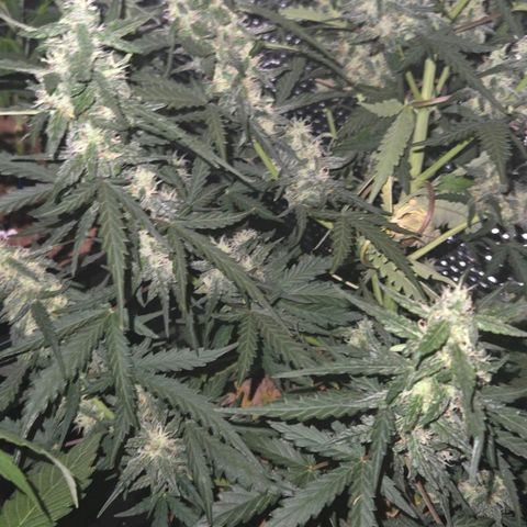 Mummy& Daddy OG  growlog timeline photo