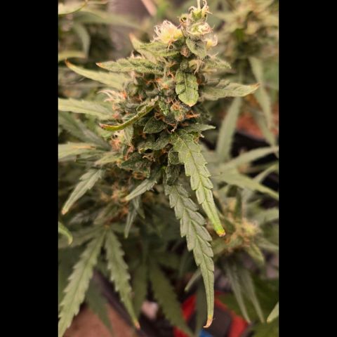 Mummy& Daddy OG  growlog timeline photo