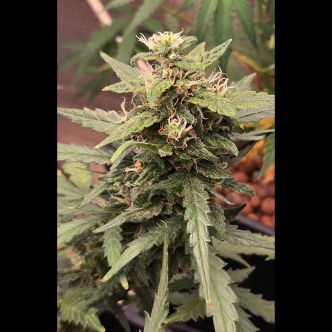 Mummy& Daddy OG  growlog timeline photo