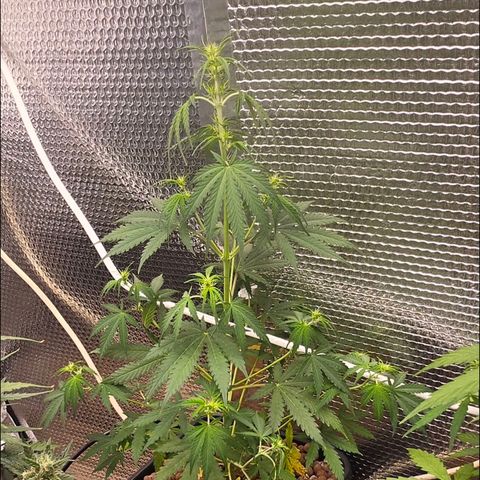 Unknown strain growlog timeline photo