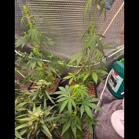 Unknown strain growlog timeline photo