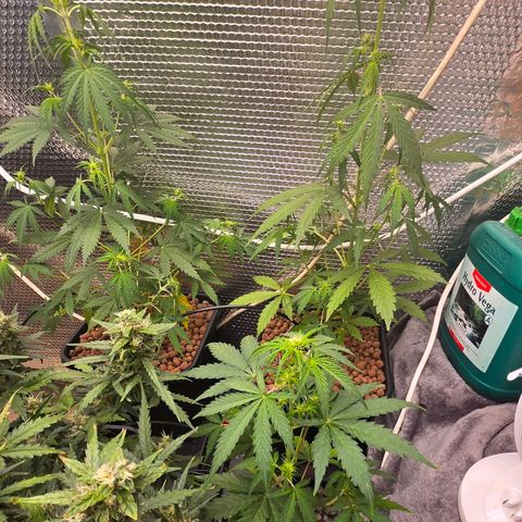 Unknown strain growlog timeline photo