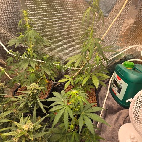 Unknown strain growlog timeline photo