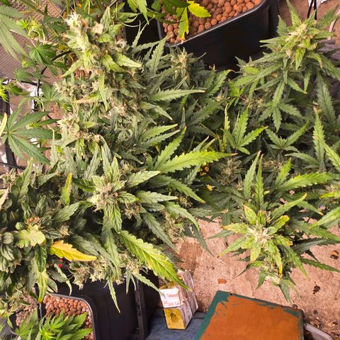 Mummy& Daddy OG  growlog timeline photo