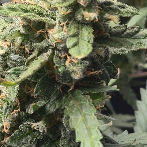Mummy& Daddy OG  growlog timeline photo