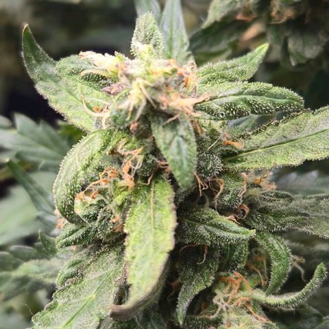 Mummy& Daddy OG  growlog timeline photo