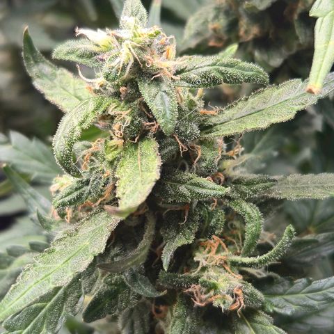 Mummy& Daddy OG  growlog timeline photo