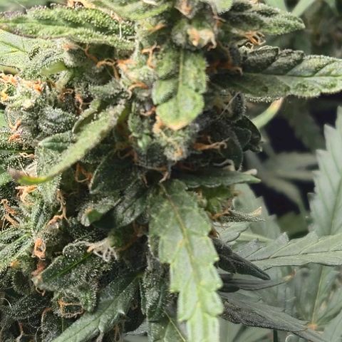 Mummy& Daddy OG  growlog timeline photo