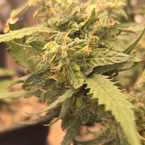 Mummy& Daddy OG  growlog timeline photo