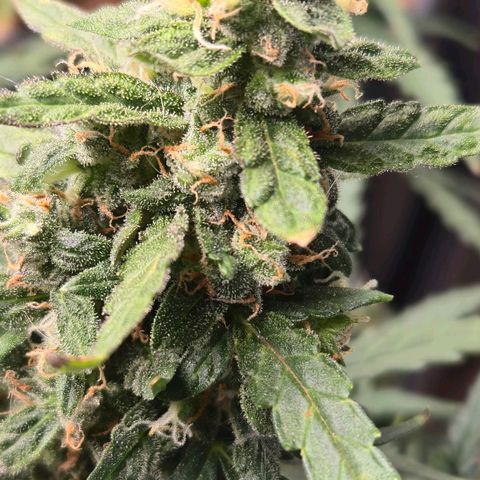 Mummy& Daddy OG  growlog timeline photo