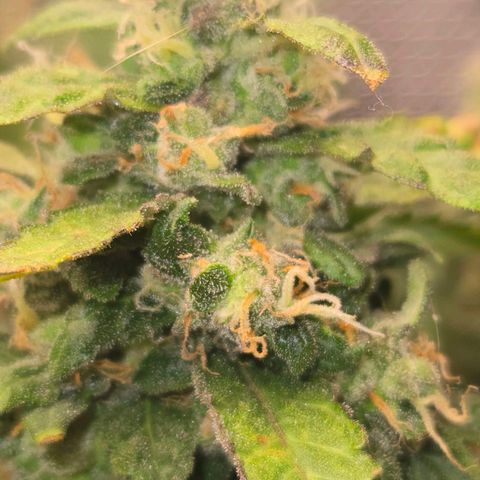 Mummy& Daddy OG  growlog timeline photo