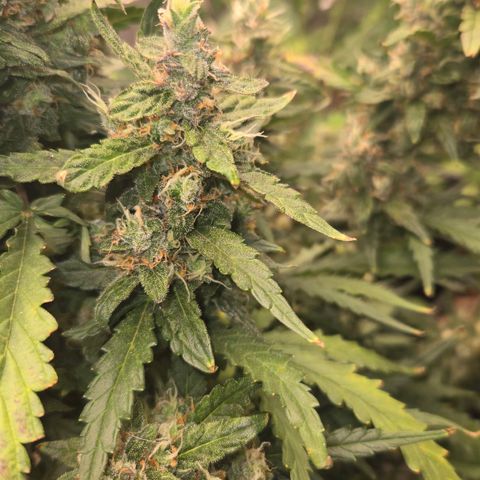 Mummy& Daddy OG  growlog timeline photo