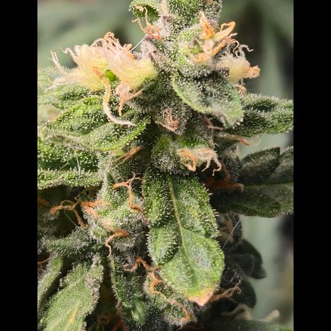 Mummy& Daddy OG  growlog timeline photo