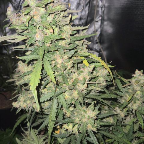Mummy& Daddy OG  growlog timeline photo