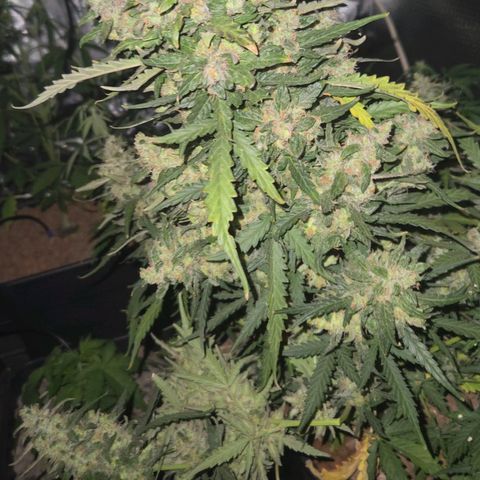 Mummy& Daddy OG  growlog timeline photo