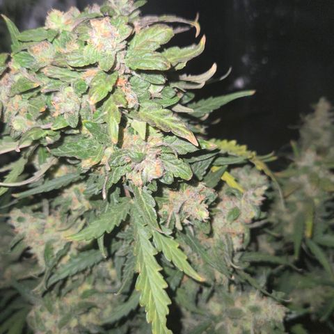 Mummy& Daddy OG  growlog timeline photo