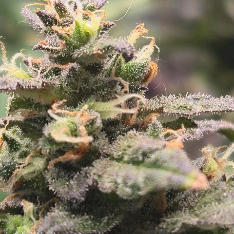 Mummy& Daddy OG  growlog timeline photo