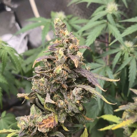 Mummy& Daddy OG  growlog timeline photo