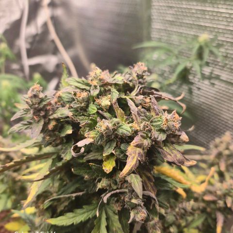 Mummy& Daddy OG  growlog timeline photo