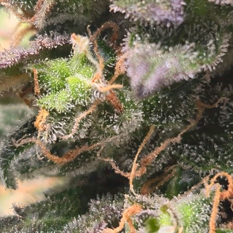 Mummy& Daddy OG  growlog timeline photo