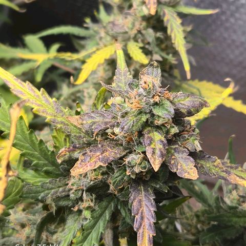 Mummy& Daddy OG  growlog timeline photo