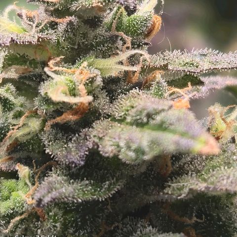 Mummy& Daddy OG  growlog timeline photo