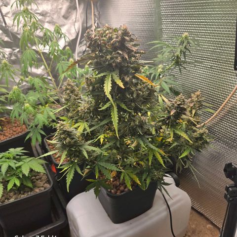 Mummy& Daddy OG  growlog timeline photo