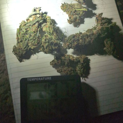 Mummy& Daddy OG  growlog photo: First 28grams from our 1st ever harvest!!! Day 2 of drying in paper bags.