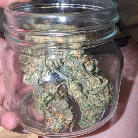 Mummy& Daddy OG  growlog photo: 9grams DAY 3 of drying 