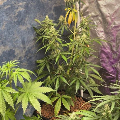 Unknown strain growlog timeline photo