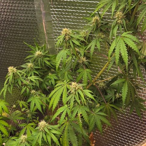 Unknown strain growlog timeline photo