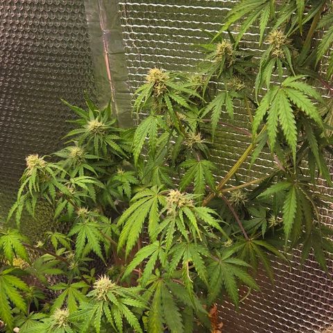 Unknown strain growlog timeline photo