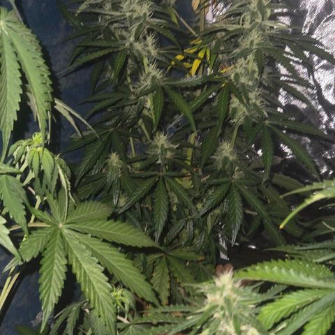 Unknown strain growlog timeline photo