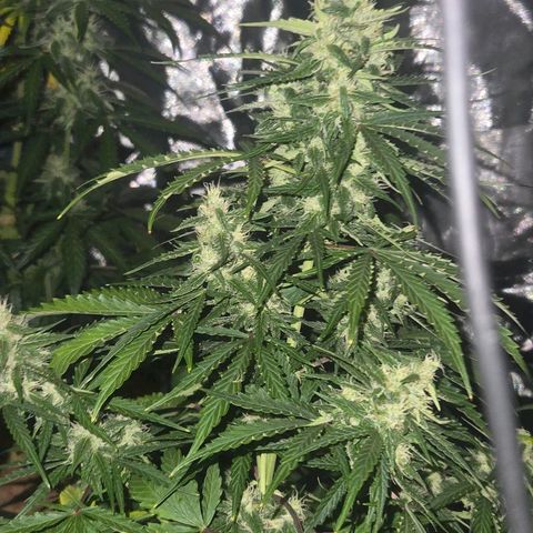 Unknown strain growlog timeline photo