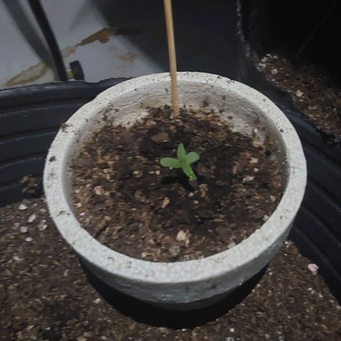Blueberry XXL  growlog timeline photo
