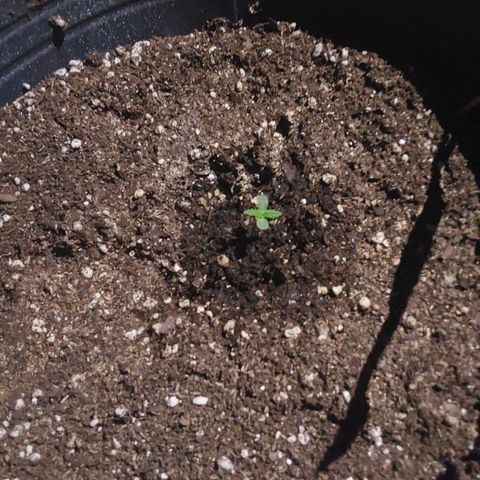 Magnum cookies #2 growlog timeline photo