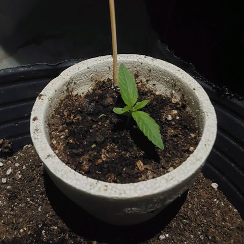 Blueberry XXL  growlog timeline photo