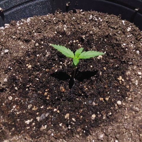 Magnum cookies #2 growlog timeline photo