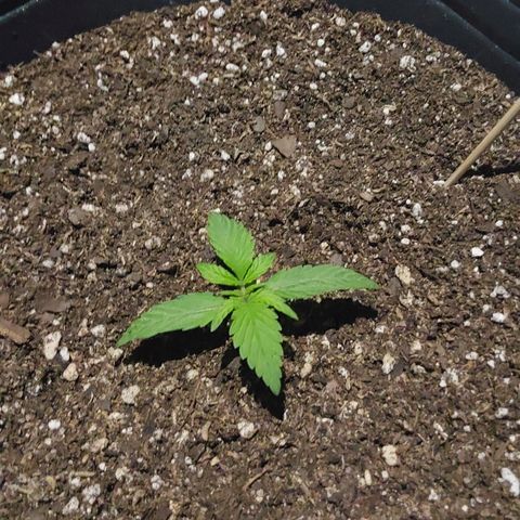 Blueberry XXL  growlog timeline photo