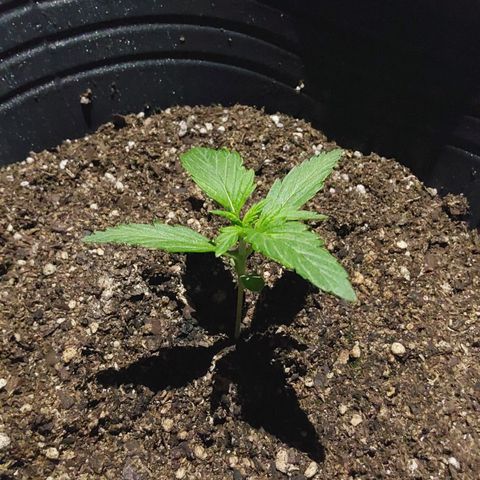 Magnum cookies #2 growlog timeline photo