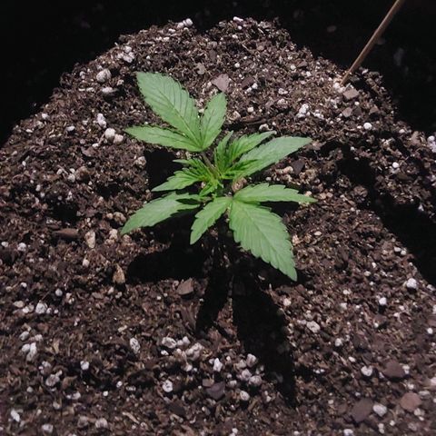 Blueberry XXL  growlog timeline photo