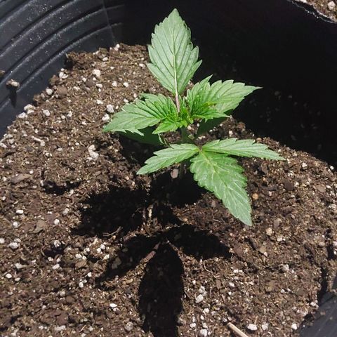 Magnum cookies #2 growlog timeline photo