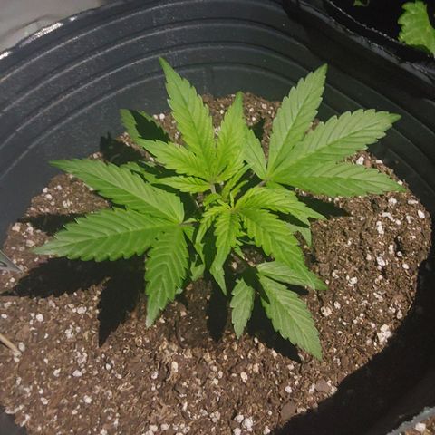 Blueberry XXL  growlog timeline photo