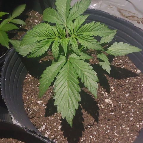 Magnum cookies #2 growlog timeline photo