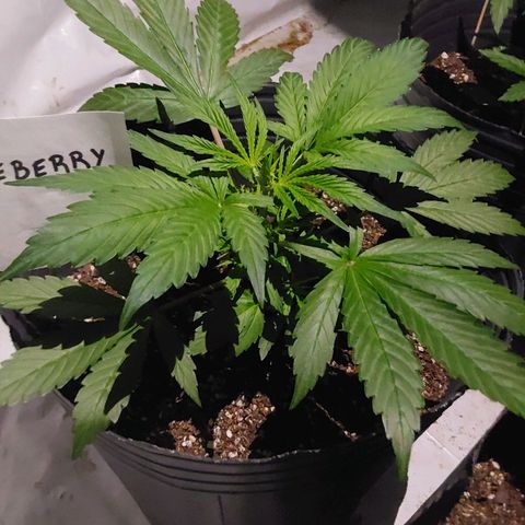 Blueberry XXL  growlog timeline photo